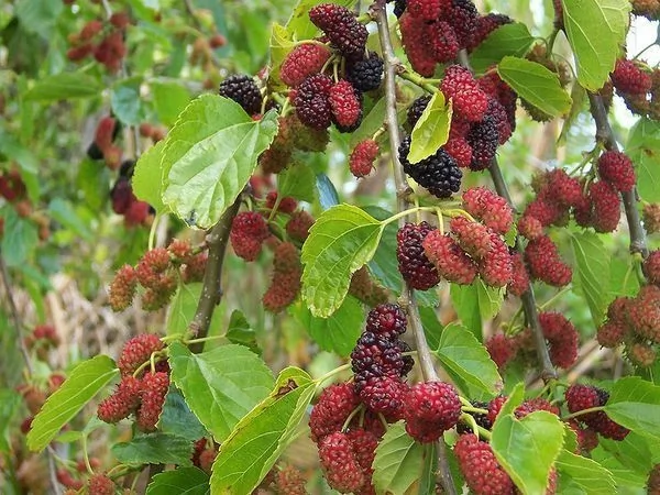 tip-article-image-Aranżujemy rodzinny ogród z Future Gardens
