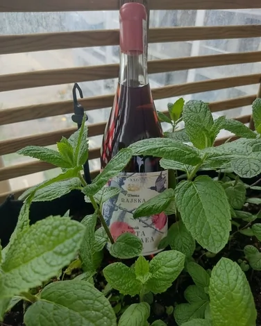 tip-article-image-Winnica Rajska - polskie wina, których zalety docenia branża HoReCa